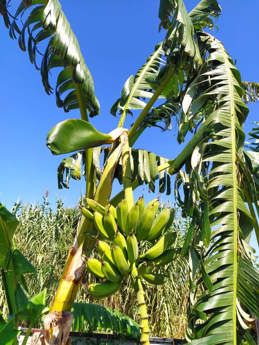 Bananas "Banana Maçã" maduras na bananeira