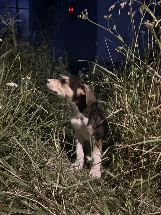 Цуцики, віддамо в хороші руки