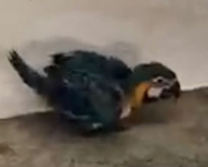 Arara araraúna para ceder