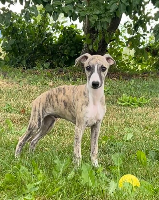 Gotowy do odbioru***Chart Angielski-Whippet cudowny maleńki Dropsik