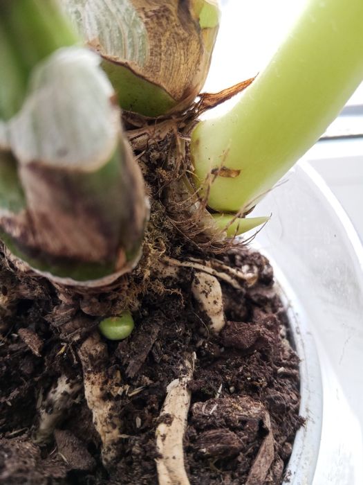 Персиковый цимбидиум