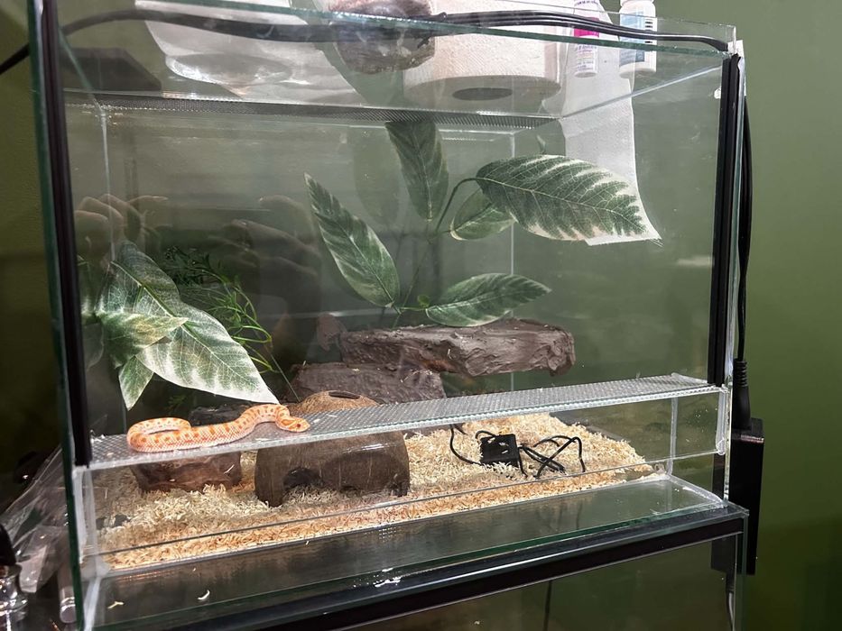 Heterodon zachodni + terra