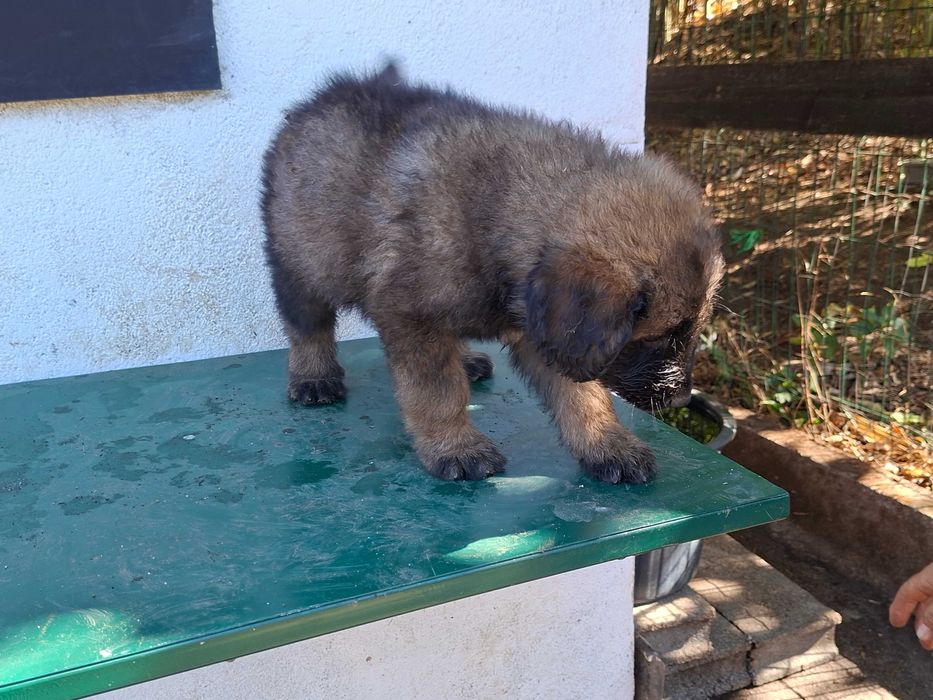 Cachorro Serra da Estrela com LOP