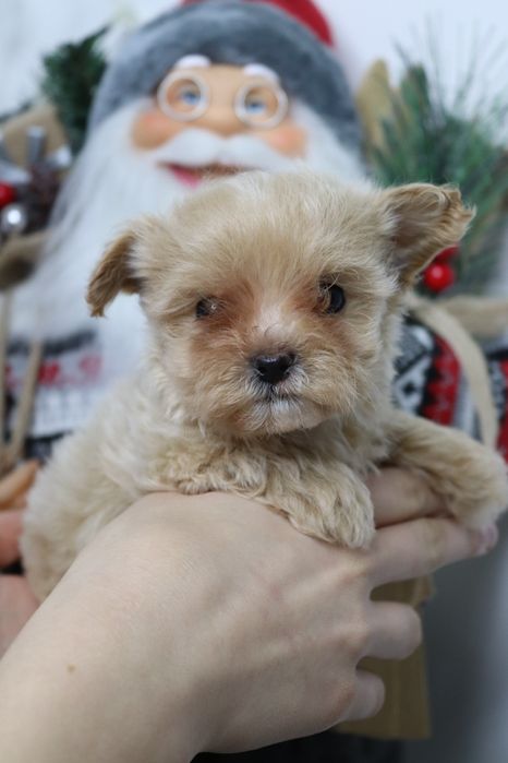 Пухнасті цуценята Мальтипу з чудовим характером