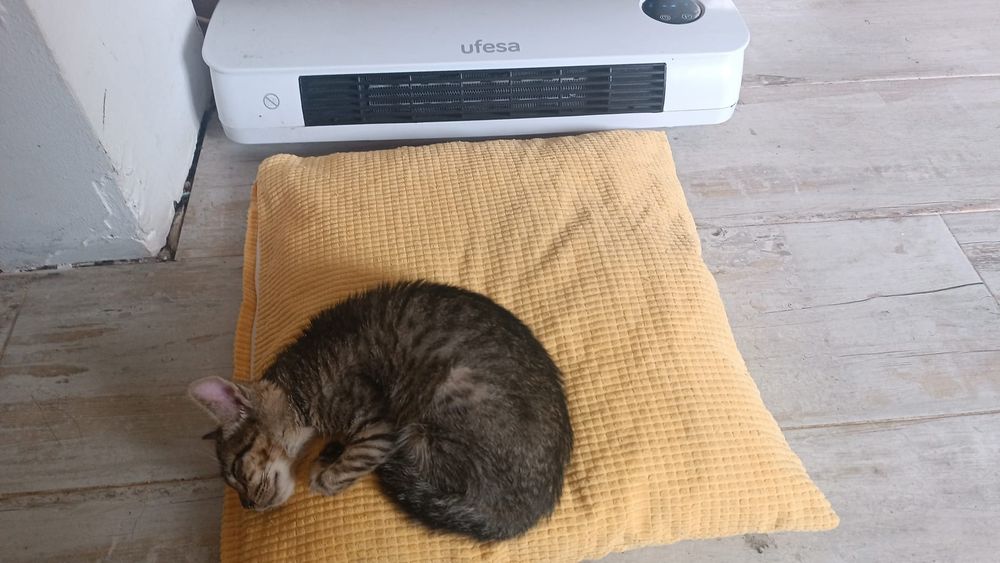 Gatinhos para adoção