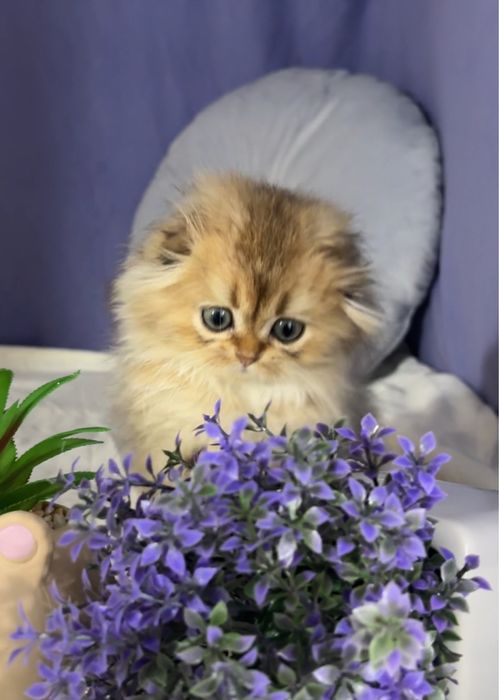 Хлопчик 1,5 місяці . Шотландське кошенятко.