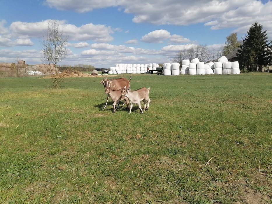 Młode Kuzki   sprzedam