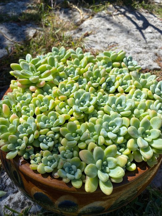 Vendo suculentas diversas