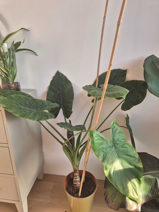 Kwiat Alokazja (Ventii)