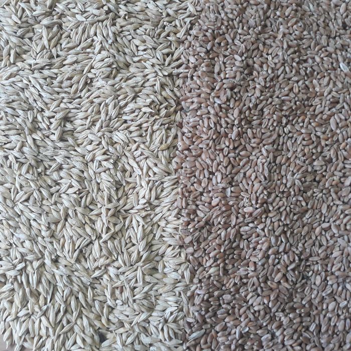 Пшениця, ячмінь зерно 10 грн