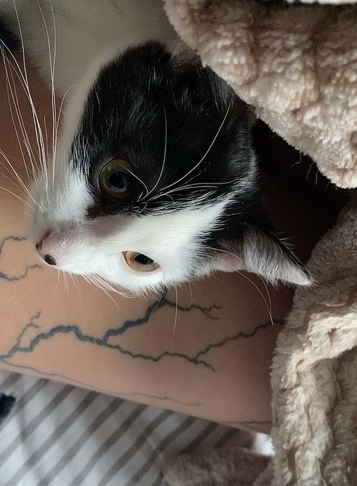 Отдам бесплатно