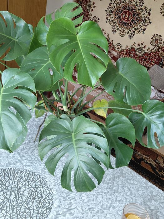 Monstera Deliciosa (dziurawa)