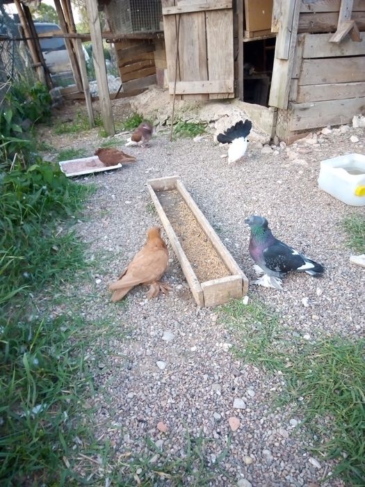 Sprzedam gołębie ozdobne różne