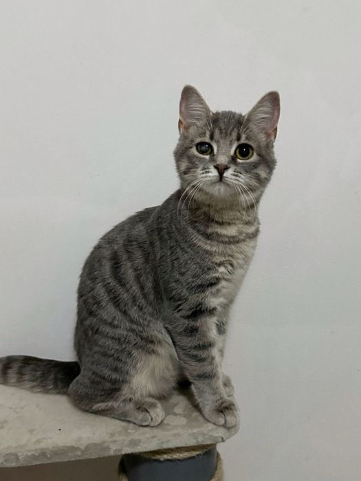 Кошеня Люсі шукає дім