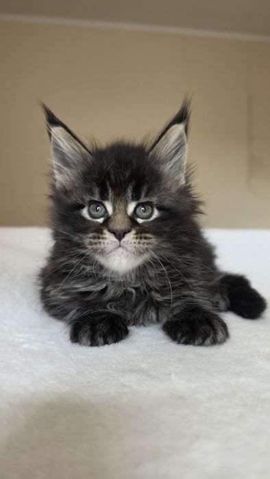 Чарівне кошеня мейн кун родовід WCF