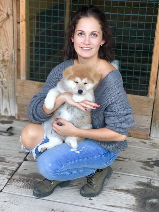 Японська Акіта іну малюки в продажі.