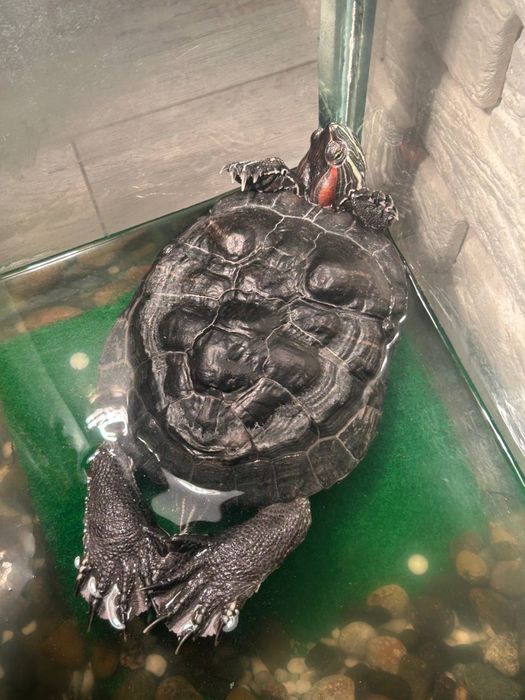 Віддам черепаху безкоштовно