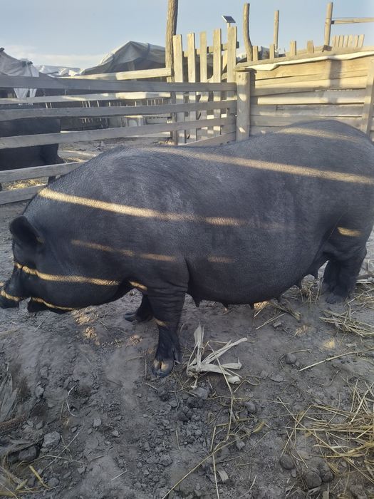 В'єтнамські та корейські поросята