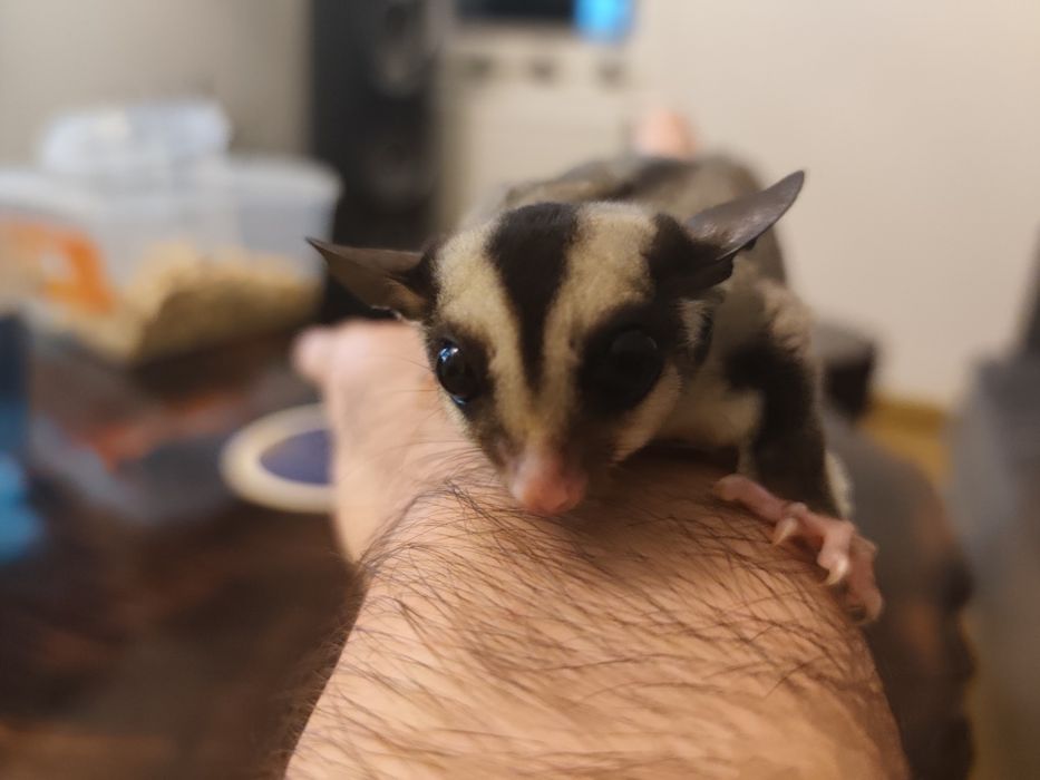 Lotopałanka karłowata młode samiec i samica