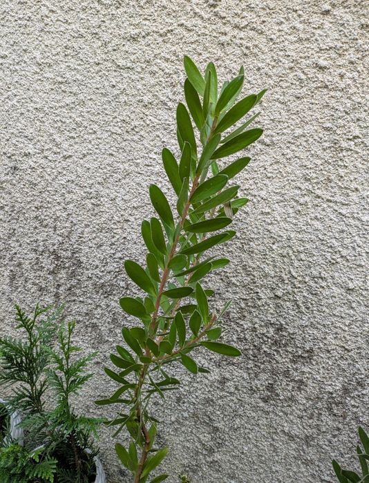 leucadendron verde - protea