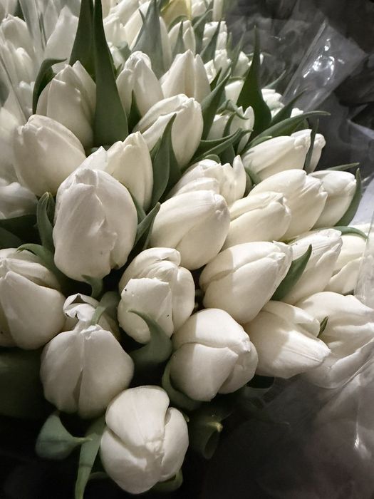 Тюльпан місцевий Оптом Одеса на 8 березня