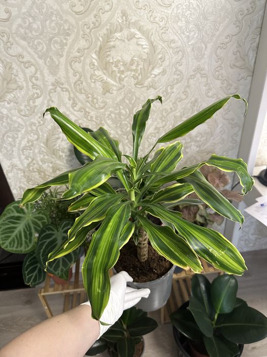 Кімнатні квіти Рослини