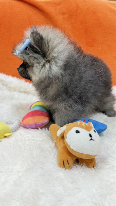 Lulu da Pomerânia Micro Miniatura com Lop e Afixo