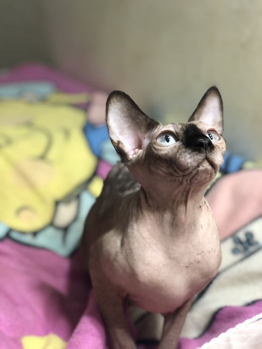 Канадский сфинкс,стерилизованная.