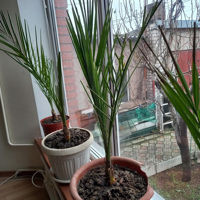Продаю пальму финиковую
