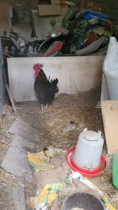 Kogut araukana ogoniasta