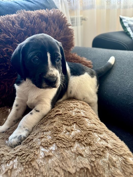 Oddam 2 suczki – mix beagla, tylko w dobre ręce