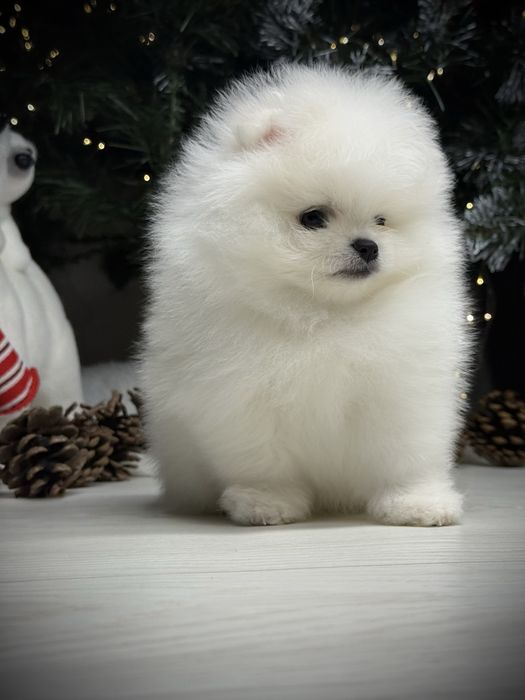 Срочно шпиц тип мишка в продаже