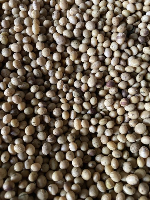 Насіння ранньої сої ГМО Аббі