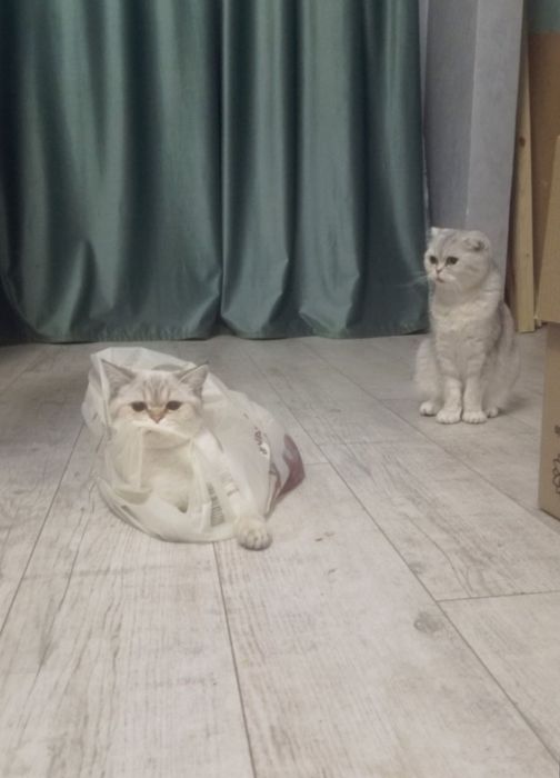 Шотланскі кошенята
