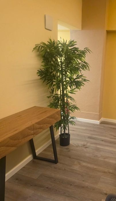 Bambus lindissimos para decorações para entregas