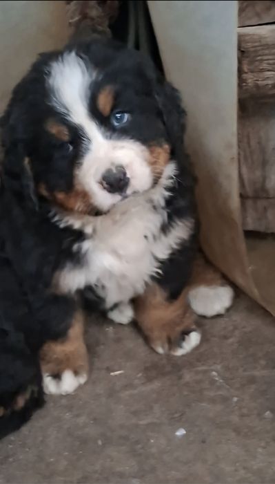 Бернські Зенненхунди(Швейцарська пастушья вівчарка)