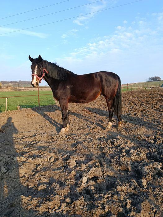 Klacz Śląska malowana Fortuna (GI)