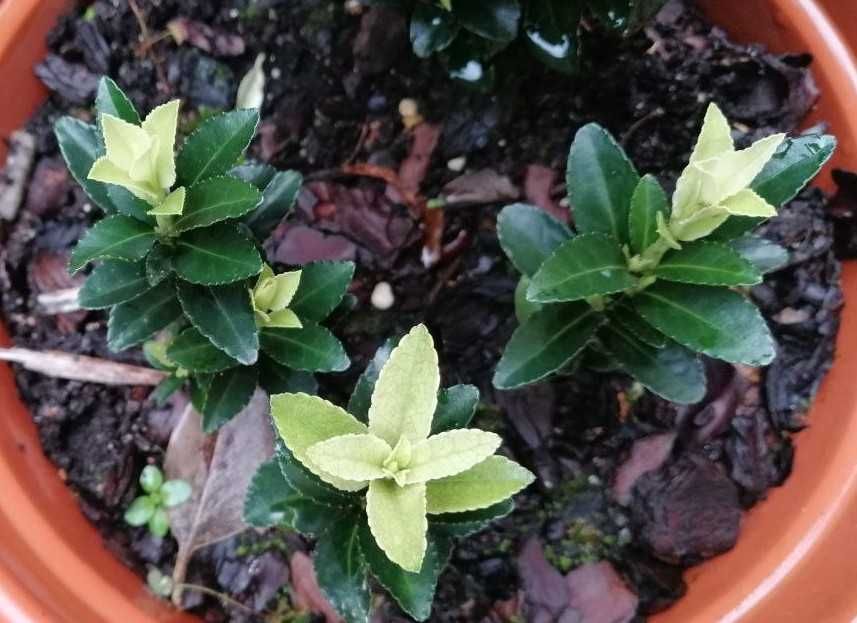 Planta Paloma branca