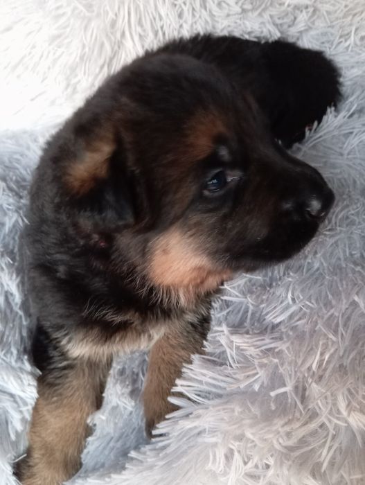 Owczarek niemiecki ZKwP FCI suczka