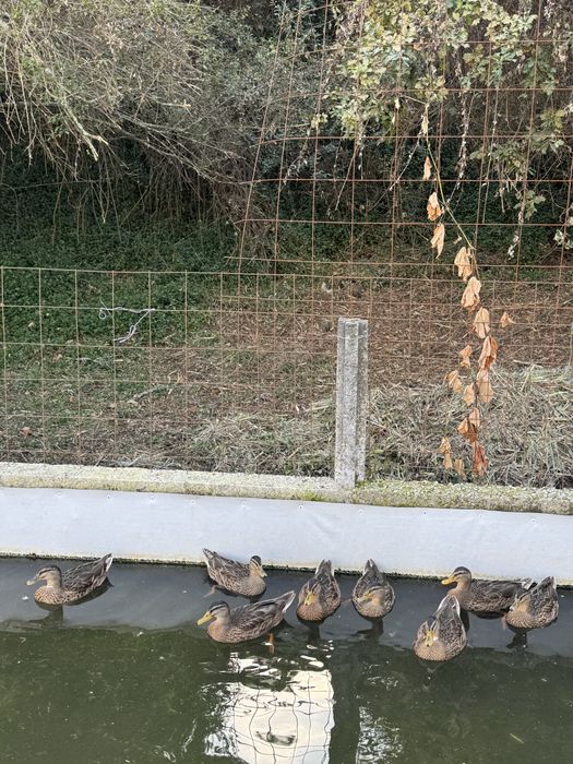 patos reais fêmeas e machos