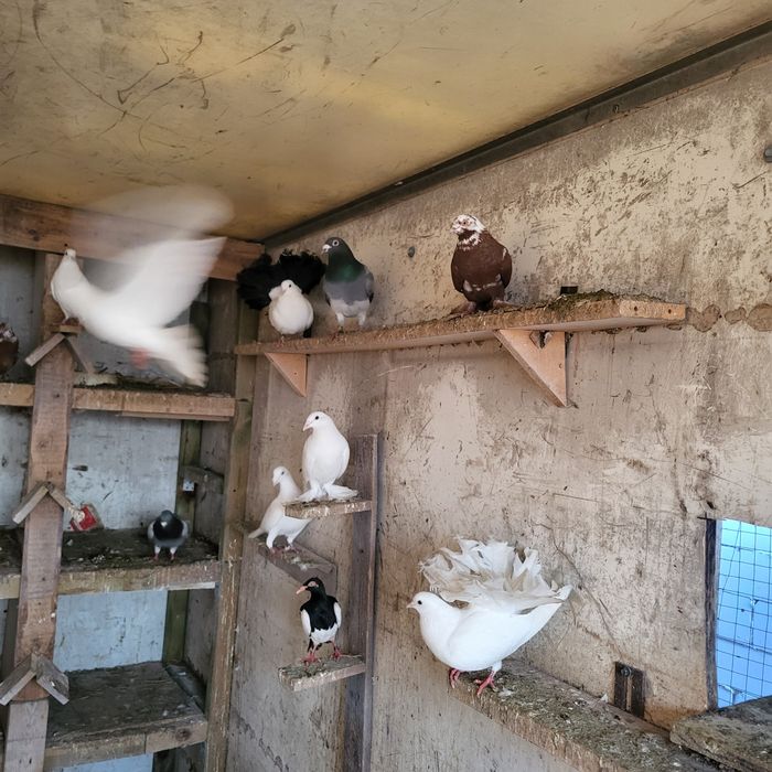 Różne rasy redukcja gołębnika