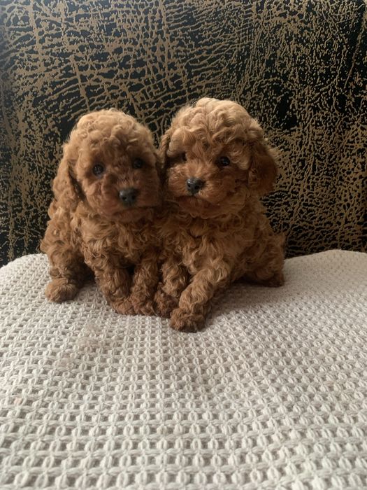 Той  пудель хлопчики