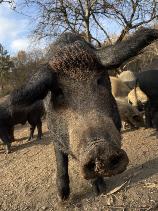 Терміново!!! Чистокровні Поросята Пухова Мангалиця