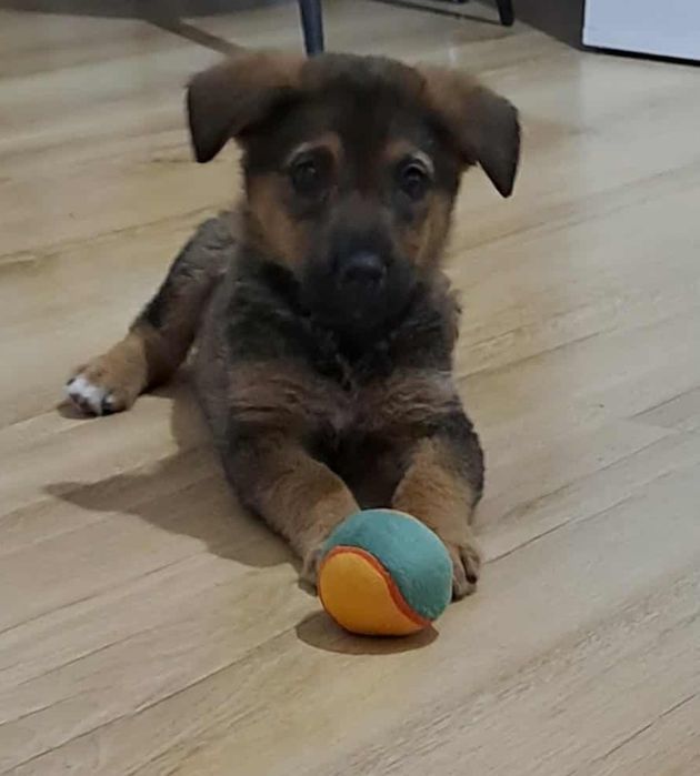 Perełka szczeniorka do adopcji