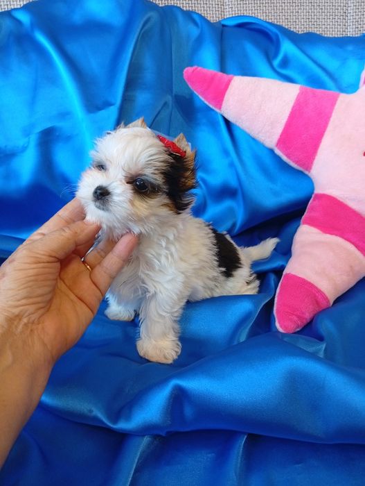 Mini suczka Biewer Yorkshire terrier ok.1,50 kg.