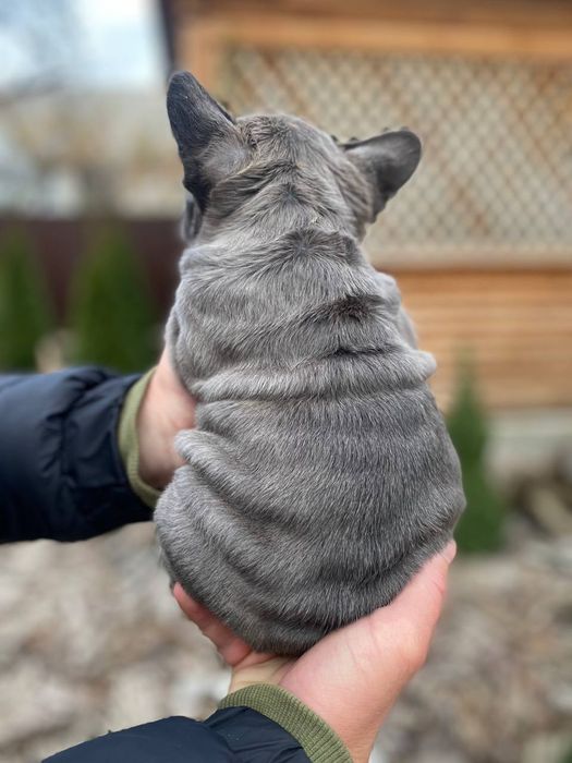 Французький бульдог міні,Біг-Роп