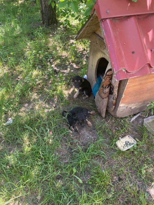 Безкоштовно собачки