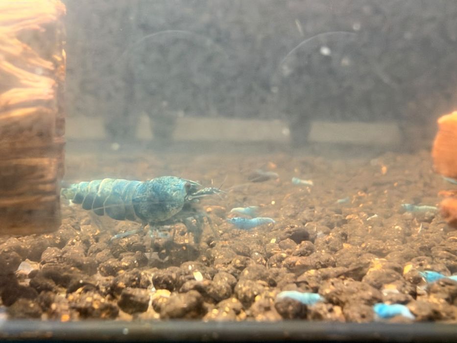 Blue Bolt Camarões Caridina - Desconto quantidades