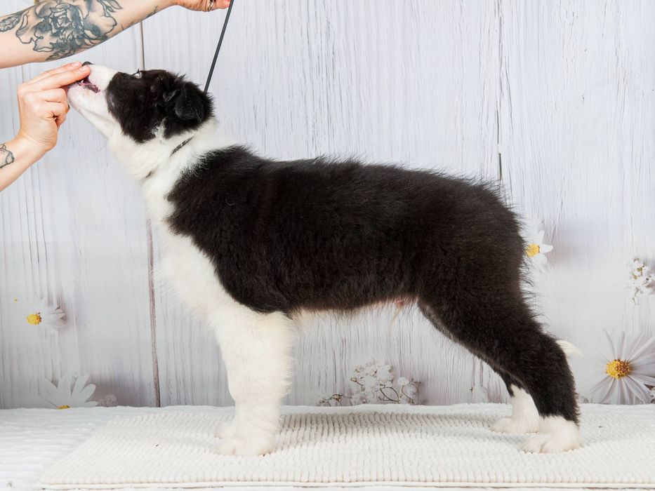 Хлопчик Австралійської Вівчарки Аусси Австралийская овчарка