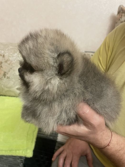 В'язка Померанський шпіц